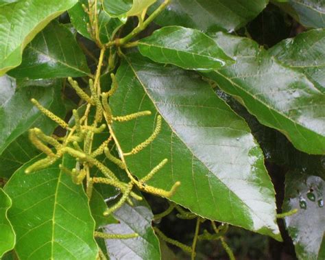 Gardensonline Alnus Nepalensis