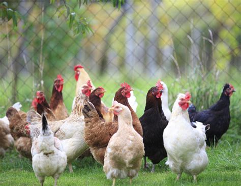 Indian Poultry Feed Market To Grow At 7 8 Per Cent In Coming Years