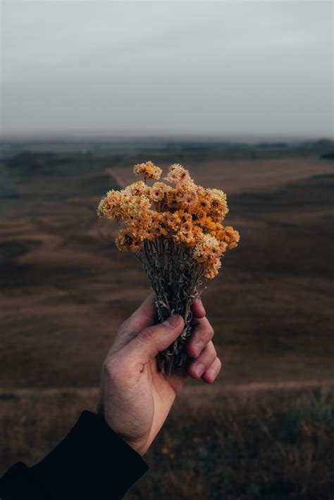 Free Images Flower Sky Hand Cloud Ecoregion People In Nature