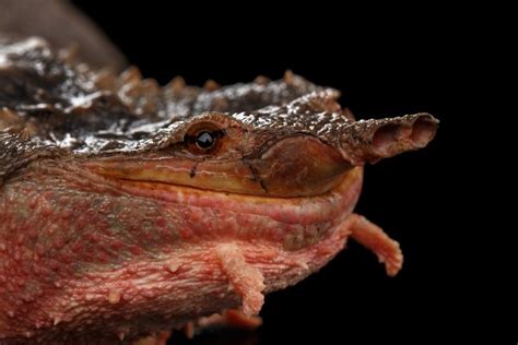 Juan manuel mata garcía (spanish pronunciation: National Reptile Day: A List of the World's Strangest Reptiles