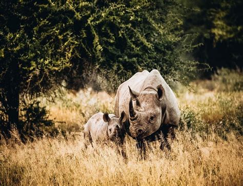 The African Big Five The Top 5 Animals To Spot On Safari Cool Places