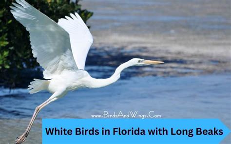 10 White Birds In Florida With Long Beaks