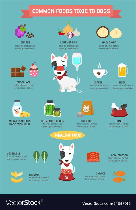 Common Foods Toxic To Dogs Infographic Royalty Free Vector