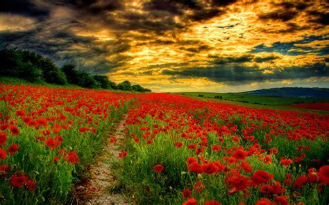 Download Red Flower Landscape Flower Field Cloud Sunset Nature Poppy Hd