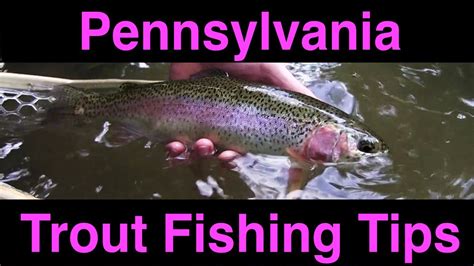 Pennsylvania Trout Fishing Tips Youtube