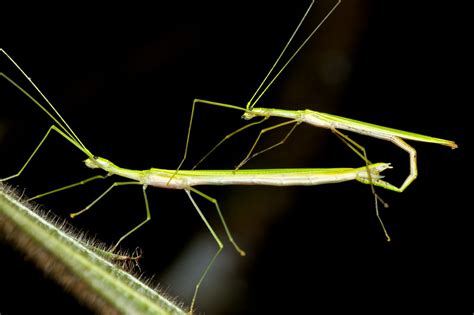 Meet The Intriguing Stick Insect Things Guyana