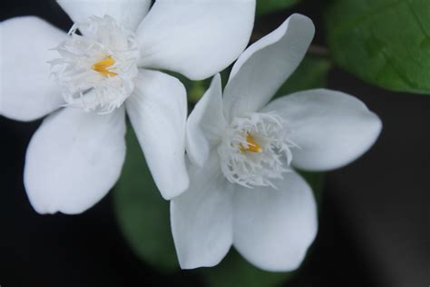 Paling Populer 20 Bunga Melati Berasal Dari Gambar Bunga Indah