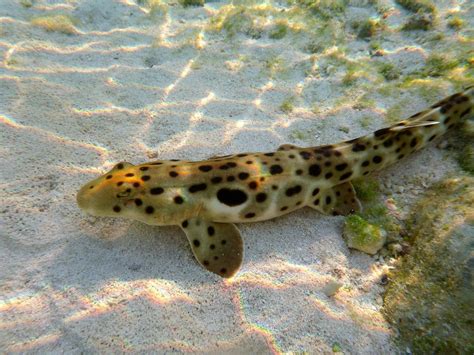 Spotted Shark