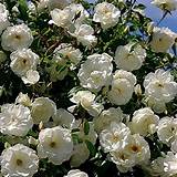 White Climbing Rose Photos