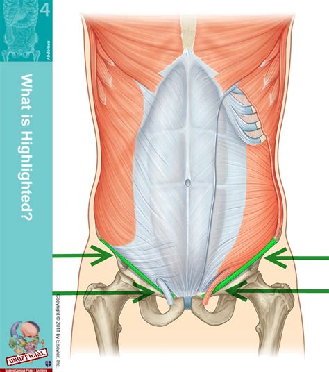 Conjoint Tendon Shoulder Anatomy Anterior Abdominal Wall Lasts