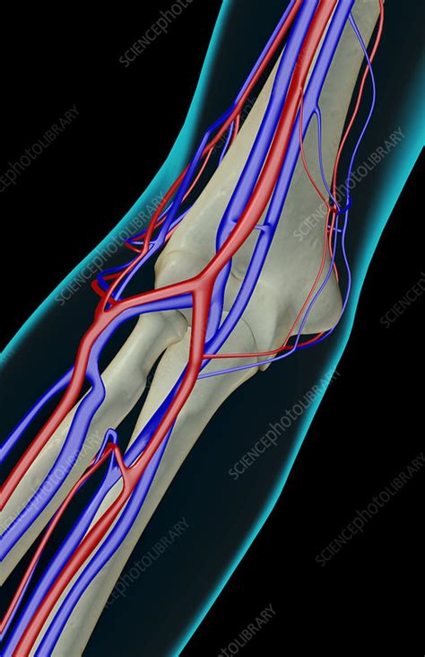 The Blood Supply Of The Elbow Stock Image F0014995 Science Photo