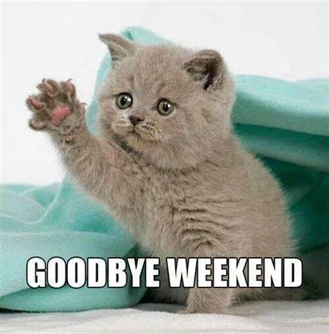 Goodbye Weekend Funny Grumpy Cat Memes Cute Cat Memes Funny Cat Memes