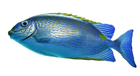 Fish Png Transparent Images Free Download Pngfre