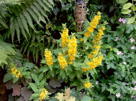 Yellow Loosestrife Lysimachia Vulgaris Highbury Wildlife