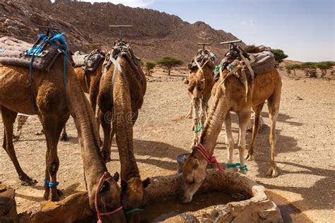 Los Camellos Beben Agua En El Desierto De Thar Durante La Feria Del