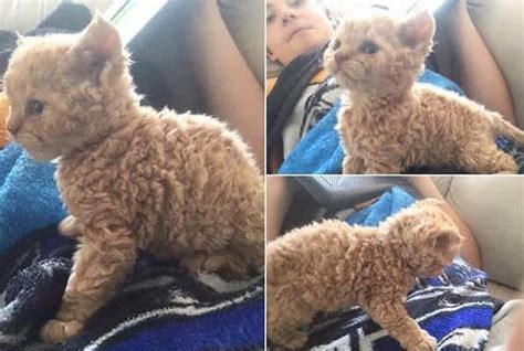 Heres A Curly Haired Cat For Those Who Havent Seen One Interestingasfuck