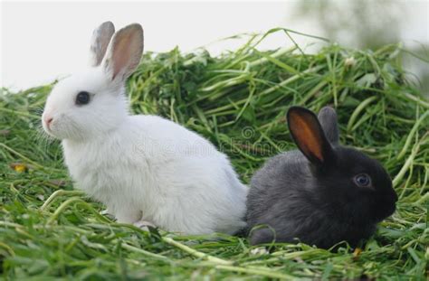 Black And White Baby Rabbits On Green Grass Stock Image Image Of