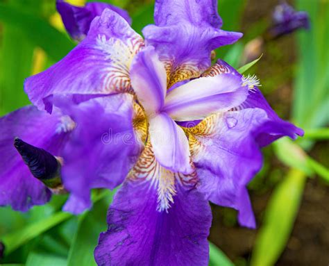Beautiful Purple Irises Grow Up Surrounded By Green Leaves Bright