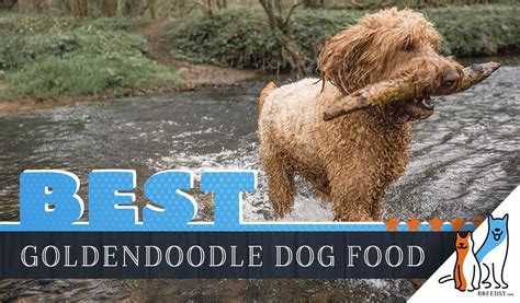 Puppies do need specific puppy wet food is not necessarily better, but it's typically more palatable and the excess water it. 9 Best Goldendoodle Dog Foods Plus Top Brands for Puppies ...
