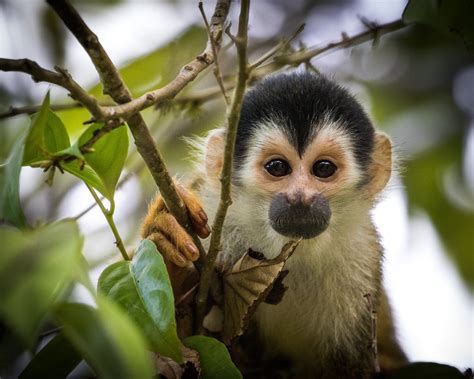 Squirrel Monkeys Of Costa Rica
