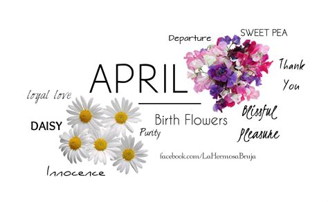 April Birth Flower Daisy And Sweetpea Birth Flowers Sweet Pea