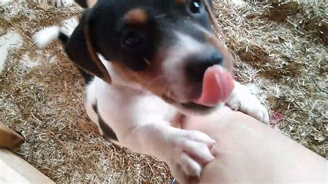 Too Cute Super Cute Baby Jack Russell Puppies Playing 3