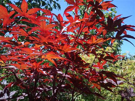 Acer Palmatum Emperor 1 Boething Treeland Farms