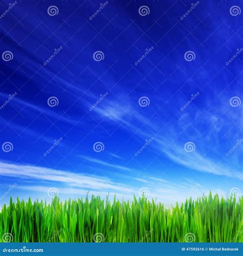 High Resolution Image Of Fresh Green Grass And Blue Sky Stock Photo
