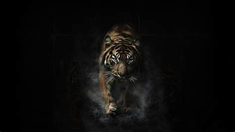 Tiger Eyes Wallpaper Hd