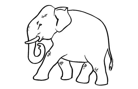 11 Contoh Sketsa Gajah Lucu Dan Mudah Broonet