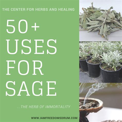 The Herb Of Immortality 50 Benefits Of Sage