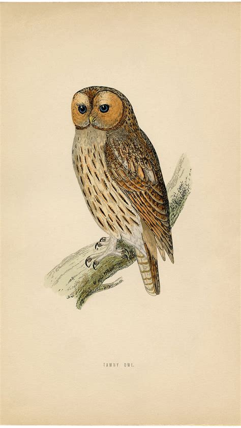 Vintage Printable Owl The Graphics Fairy 2185x3300 For Your Mobile