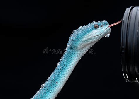 443 Blue Poisonous Viper Snake Stock Photos Free And Royalty Free Stock