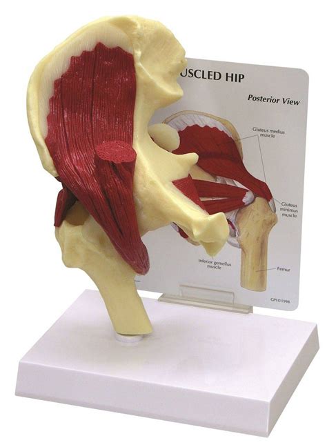 Hip And Hip Joint Laminated Anatomy Chart