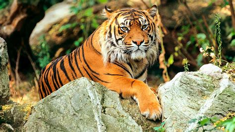 Controversial Study Claims There Are Only Two Types Of Tiger Science