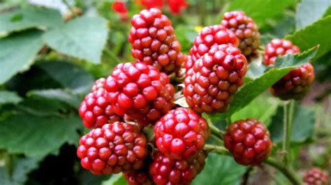 Boysenberry Health Benefits And Nutrition Facts Healthy Day