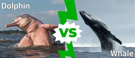 dolphin vs whale what are the differences imp world