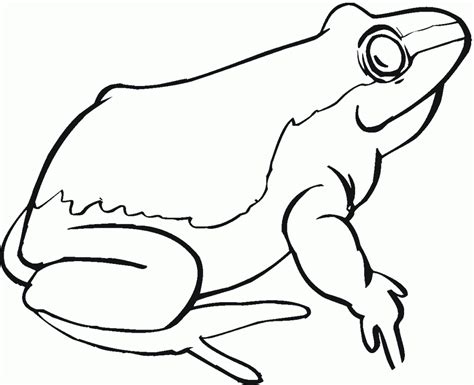 Free printable frog coloring pages and download free frog coloring pages along with coloring pages for other activities and coloring sheets. Realistic Frog Coloring Pages | Free download on ClipArtMag