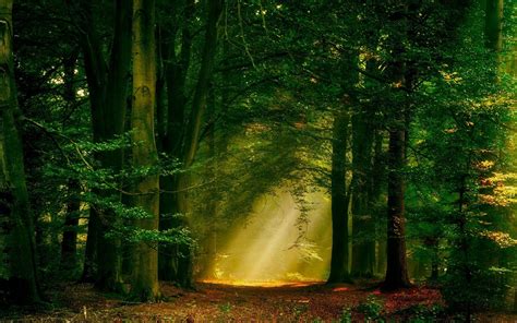Rays Of Sunlight In Green Forest