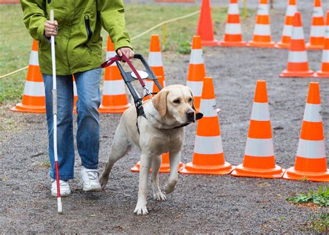Guide Dog Refusals And Your Rights Centre For Resolution Worcestershire