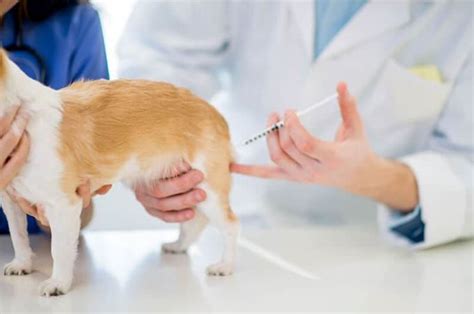 HOW MUCH ARE RABIES SHOTS FOR DOGS? ? PROTECTING YOUR POOCH