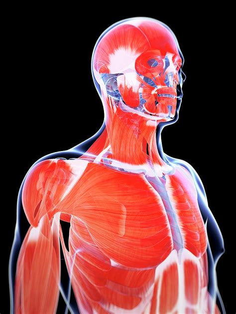 Human Muscular System Photograph By Sebastian Kaulitzki
