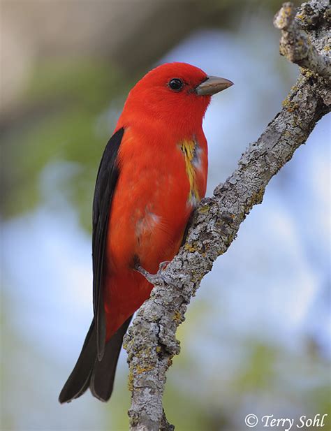 Scarlet Tanager South Dakota Birds And Birding