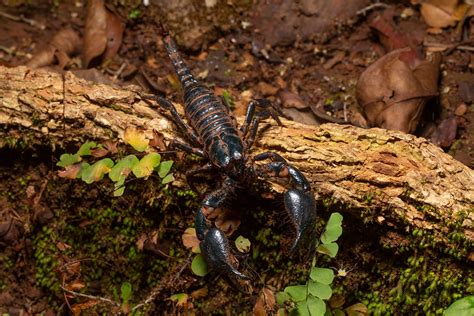 Giant Forest Scorpion Heterometrus Swammerdami Bhagwan M Flickr