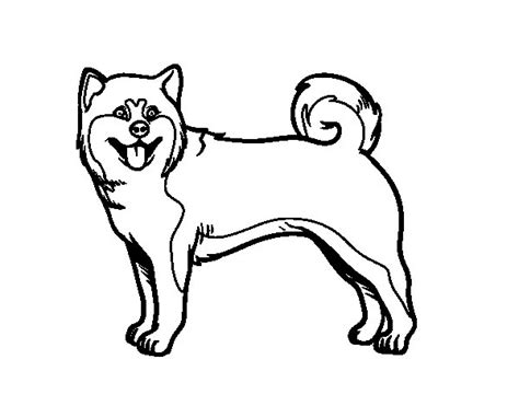 Https://wstravely.com/coloring Page/akita Dog Coloring Pages