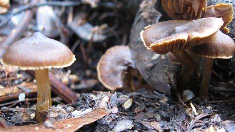Id Request Brown Mushrooms Mushroom Hunting And Identification