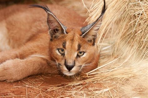 Caracal Wild Cat Stock Photo Image Of African Wild 13691326
