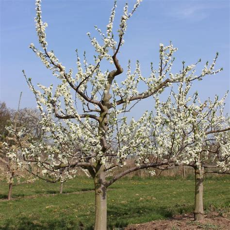 Topend Plus S Gräb Gbr Gehölze Und Obstbau