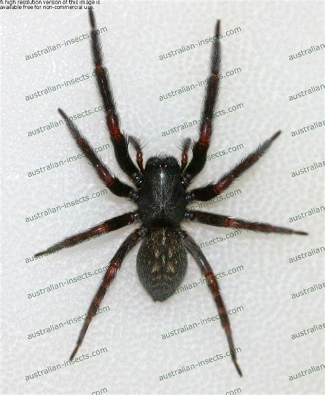 Black House Spider Australian Insects Website