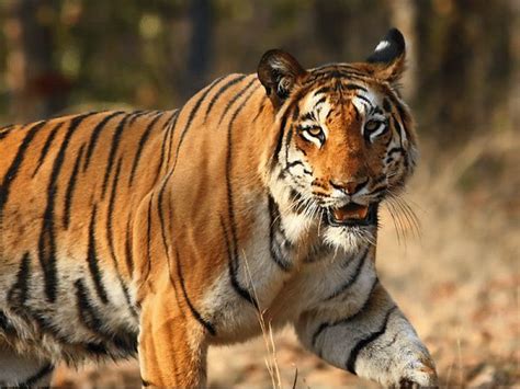 Wildlife Conservation In India Safeguarding The Future
